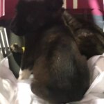 Edirne’de Köpek Yavruları Çöpe Atıldı