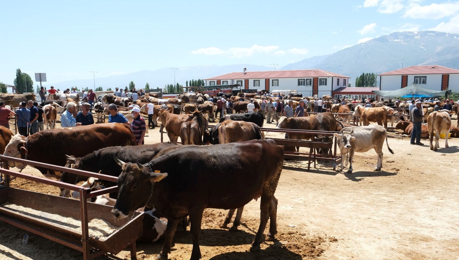 34 koye sap karantinasi ikinci bir duyuruya kadar yasaklandi PJxZgptN.jpg