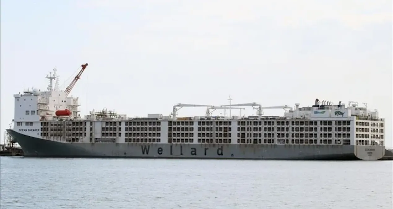 apar topar avrupanin kapisi calindi yil bitmeden yuz binlercesi turkiyeye gelecek fbN6c8e2