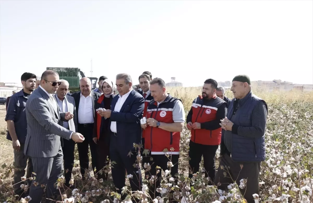 bismilde pamuk hasadi basladi 1yZXwrpA.jpg