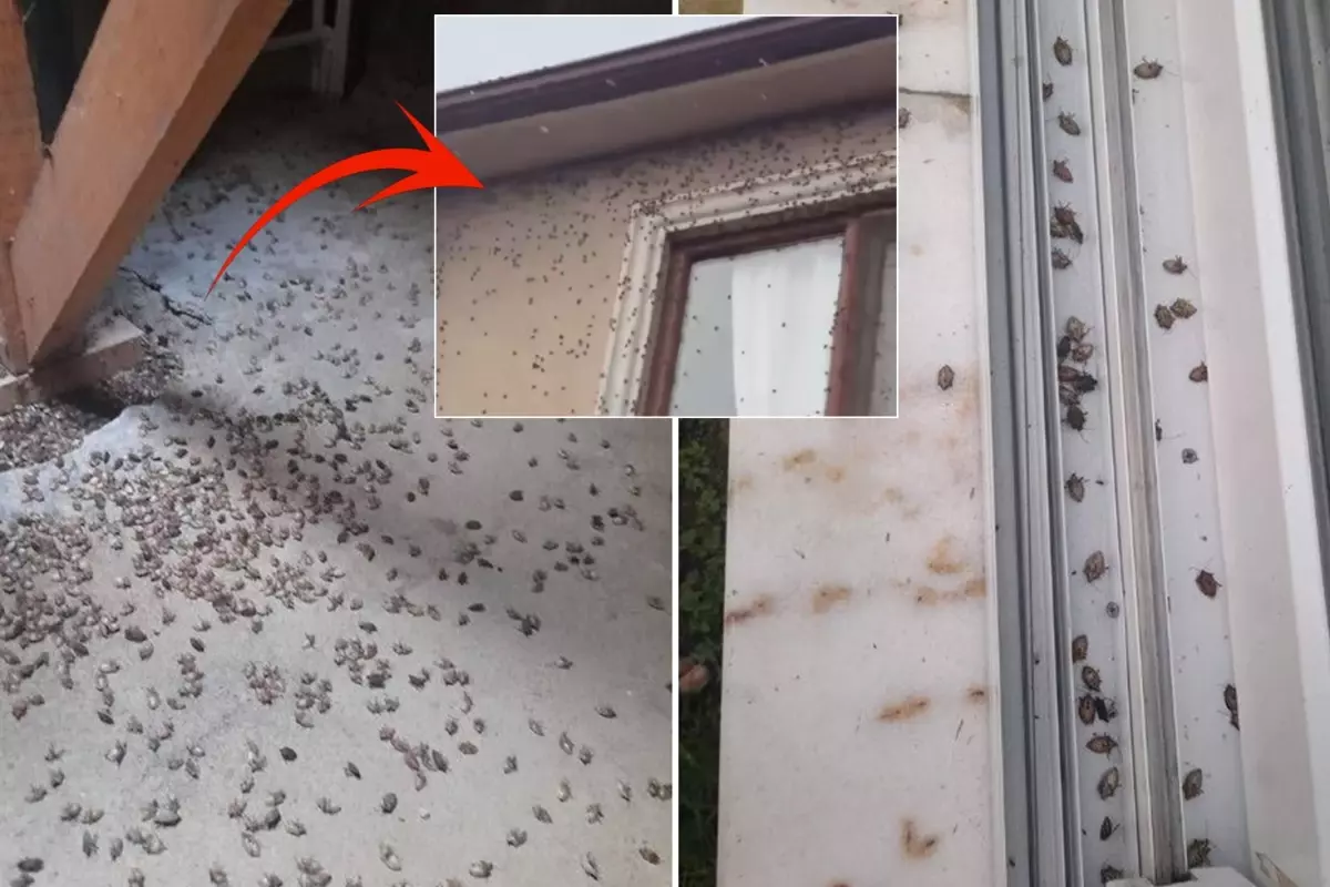 dunyanin sonunu getirecegi soylenen bocekle ilgili korkutan uyari tum turkiyeye yayilabilir CTj3bYQK