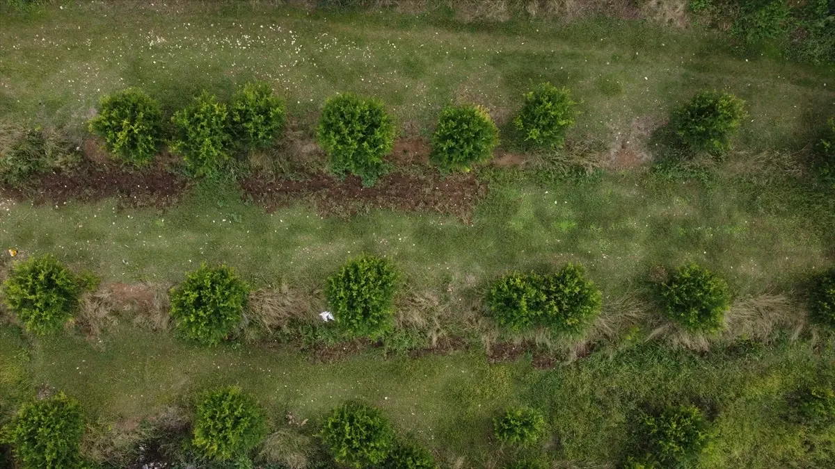 inhisarda deve disi nar uretimi korundu JMRlnHcZ.jpg