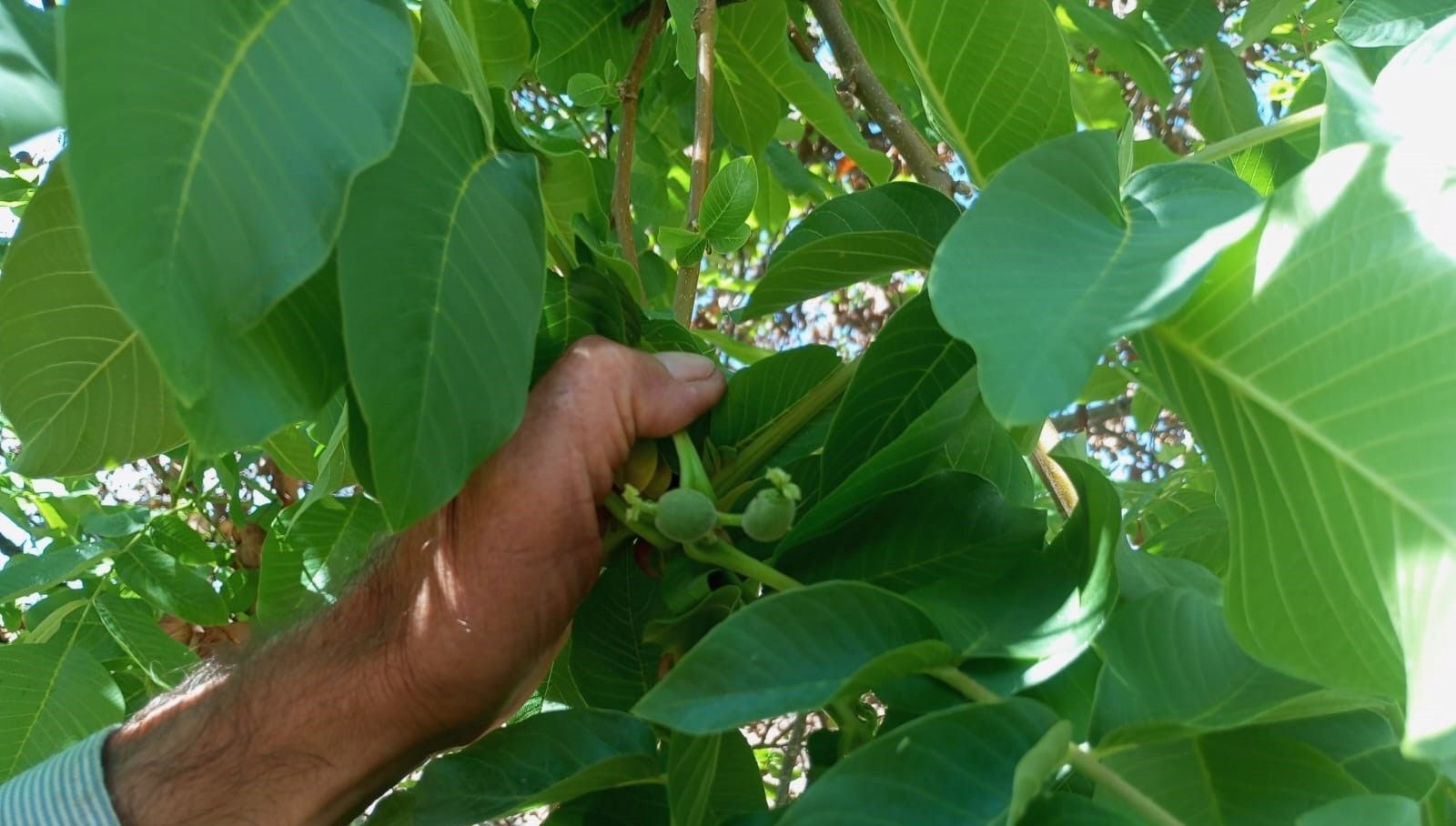 malatyada mevsim disinda meyve veren ceviz agaclari sasirtti jUlKX87O