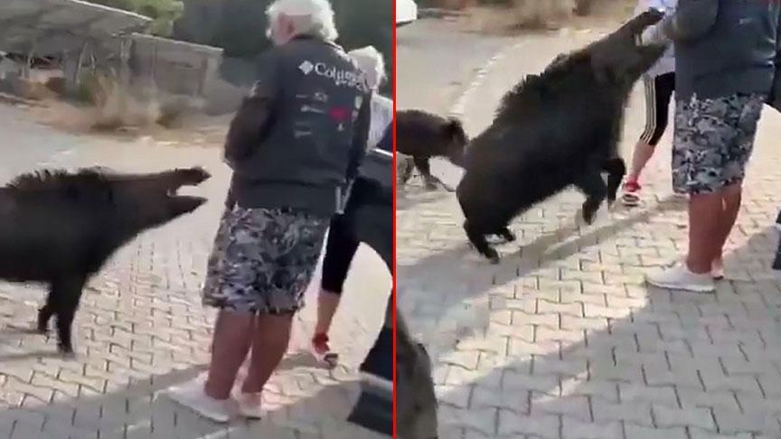 aydinda dehsete dusuren olay besledigi yaban domuzu tatilciyi isirdi 3EtjdLik.jpg
